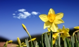  Daffodil