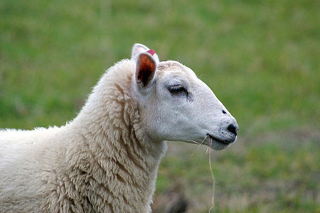 cừu, thịt cừu