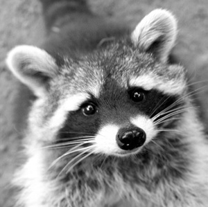  Raccoon