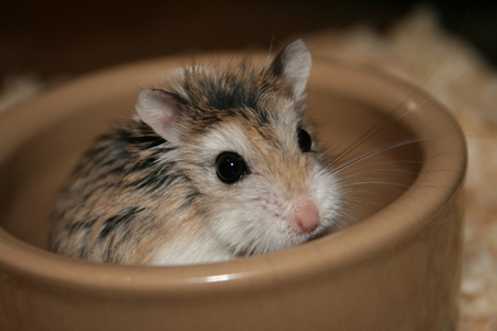  Roborovski criceto, hamster