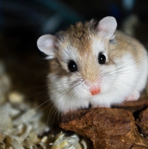  Roborovski hamster