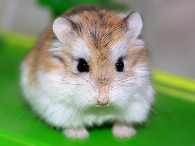  Roborovski criceto, hamster