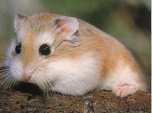  Roborovski hamster