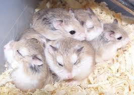  Roborovski chuột đồng, hamster