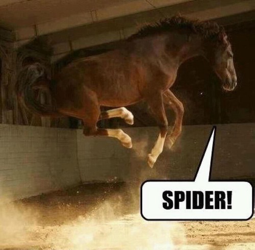  SPIDER!