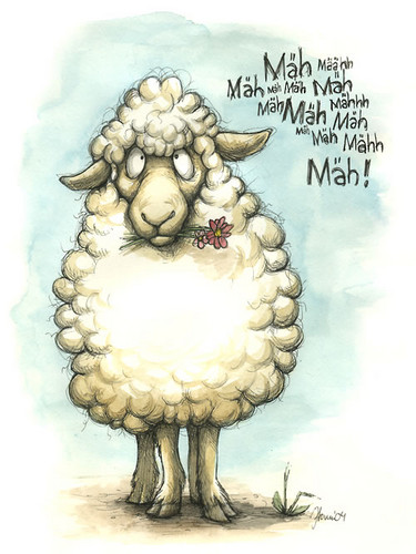 овца, овцы