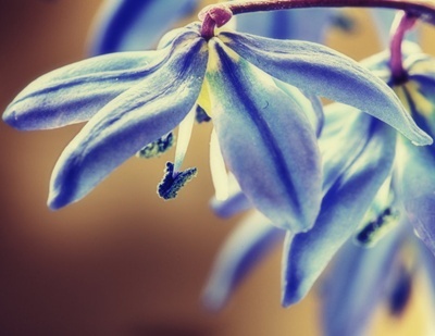  Siberian Squill