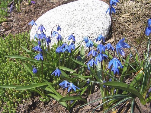  Siberian Squill