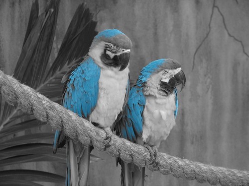 Stop by "Macaws" (under reconstruction)
