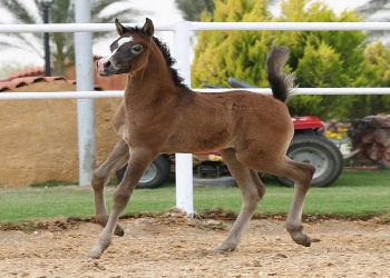 baby horse running