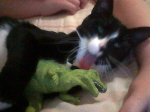  my dinosaur loving cat 2 face