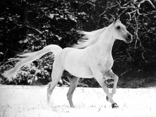  white horse in the snow
