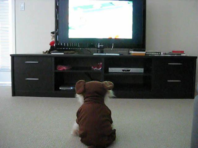 Boo watching TV! :P