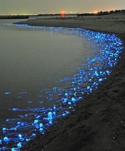  Jellyfish seashore (japan)
