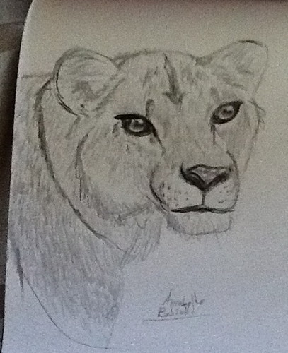  My sư tử cái, lioness drawing