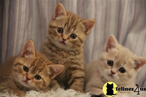  Pretty Kitties