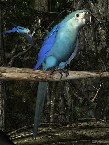  Spix macaws