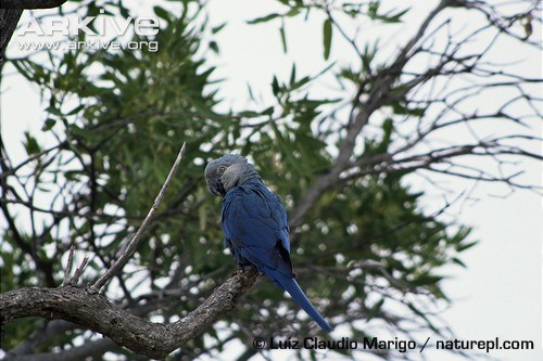 This is the only Spix macaw known in nature