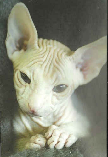  Wrinkly cat