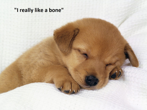  i really wish i had a bone