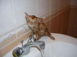  maní, cacahuete is not happy after his swim in the sink!!!!!