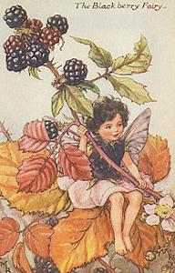  amora, blackberry Fairy