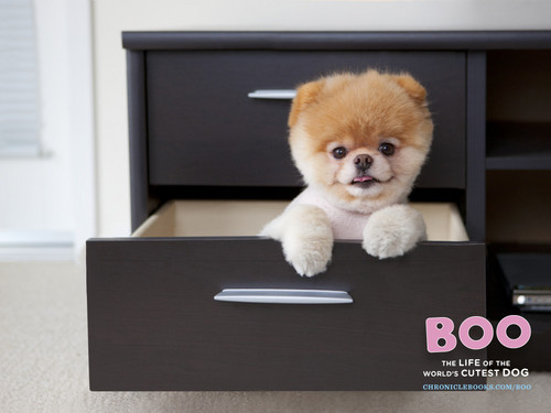  Boo in a drawer