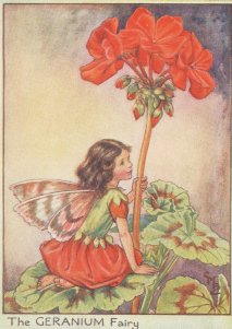  geranium کے, جرینیم Fairy