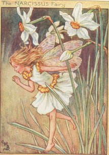 Narcissus Fairy