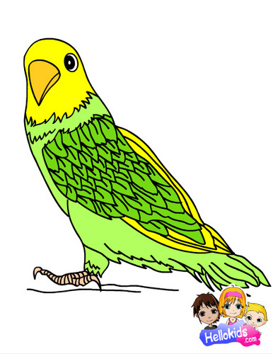  Parakeet Coloring Page :D