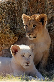  Simba and Nala (cubs)