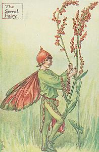  सोरेल, एक प्रकार की वनस्पति Fairy
