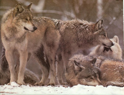  狼, オオカミ Pack