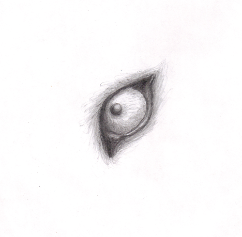  eye