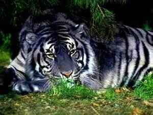  Black Tiger