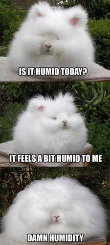 Is it humid today?
