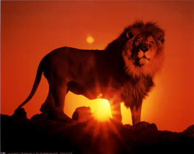  Lion over the sunset