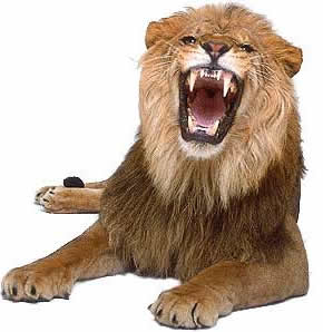  Lion roar