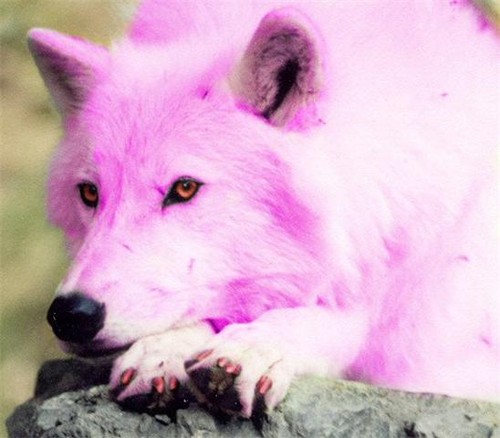  розовый волк