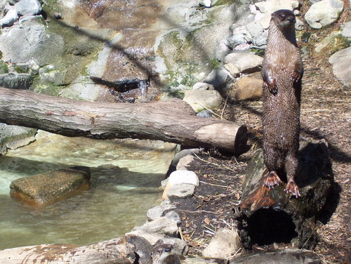  River loutre at Connecticut's Beardsley Zoo -- 1