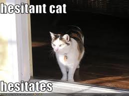 Hesitant cat