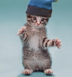  Kitten in hat