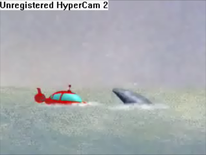 little compton whale