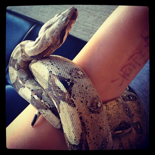  Prince Jackson's new pet snake :)