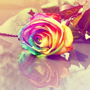  pelangi, rainbow Rose