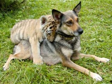  dog and tiger cub