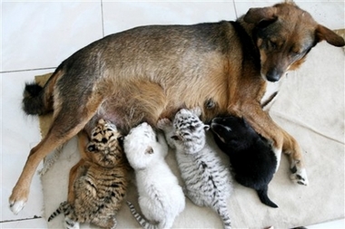 dog nursing tigers