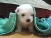  小狗 in a blanket