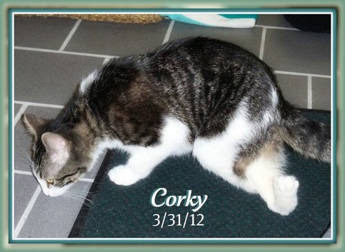  Corky(plzz follow the story on FB)