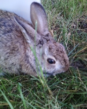  Cottontail